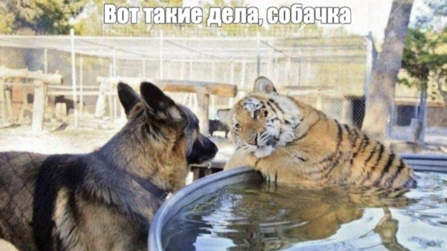 Мем «Вот такие дела, собачка» стал самым популярным в рунете