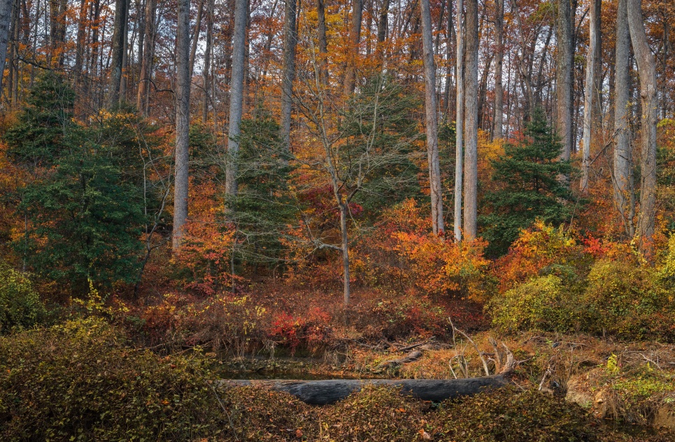 «ДОРОГОЙ ДНЕВНИК» - «НАС НИКТО НЕ ЛОМАЕТ»